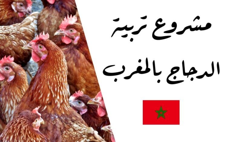 تربية الدجاج البلدي